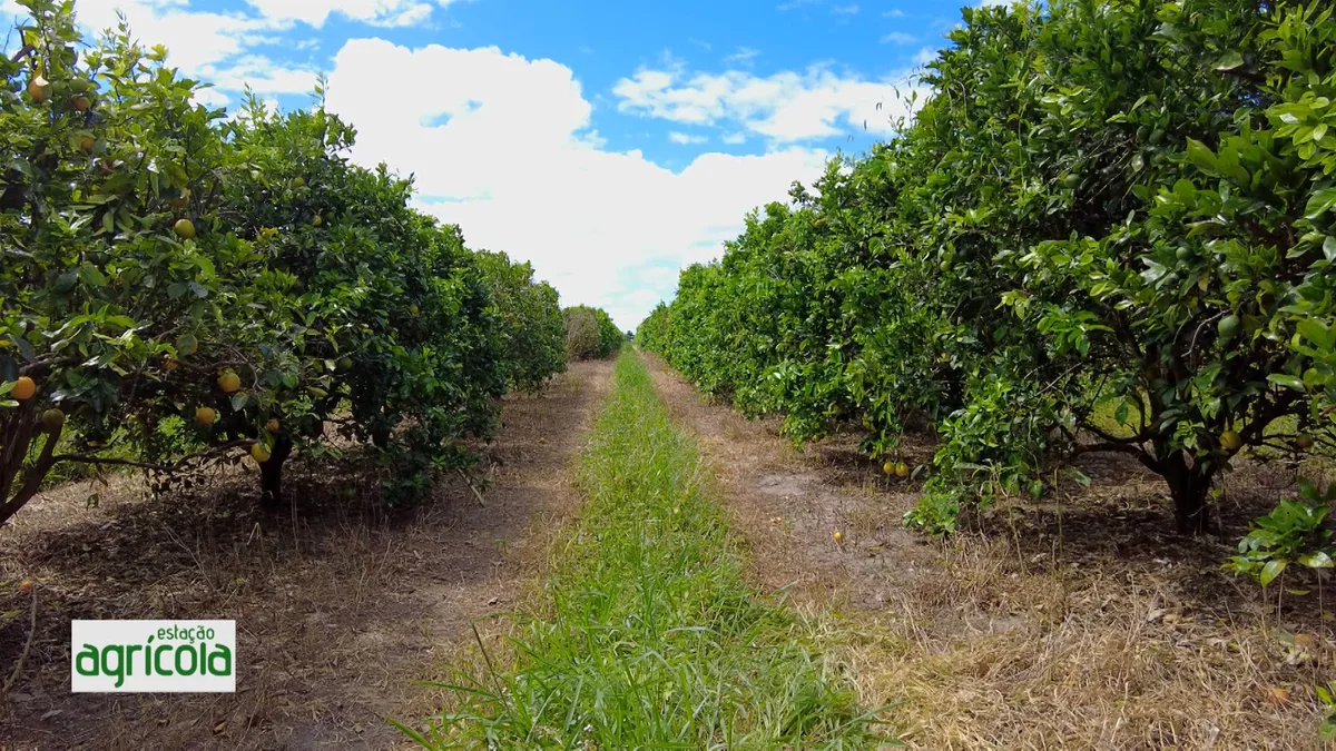 VÍDEOS: Estação Agrícola deste domingo, 13 de setembro