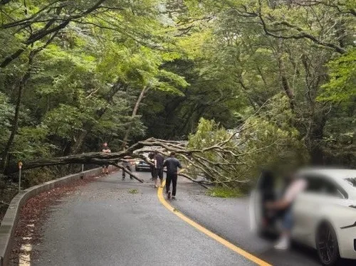 제주 한라산 272㎜ 폭우…산간도로에 나무 쓰러지기도(종합)