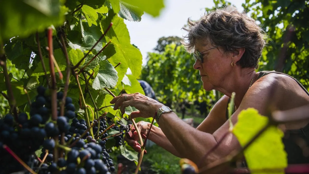 Suecia produce vino de primera categoría... Sí, Suecia