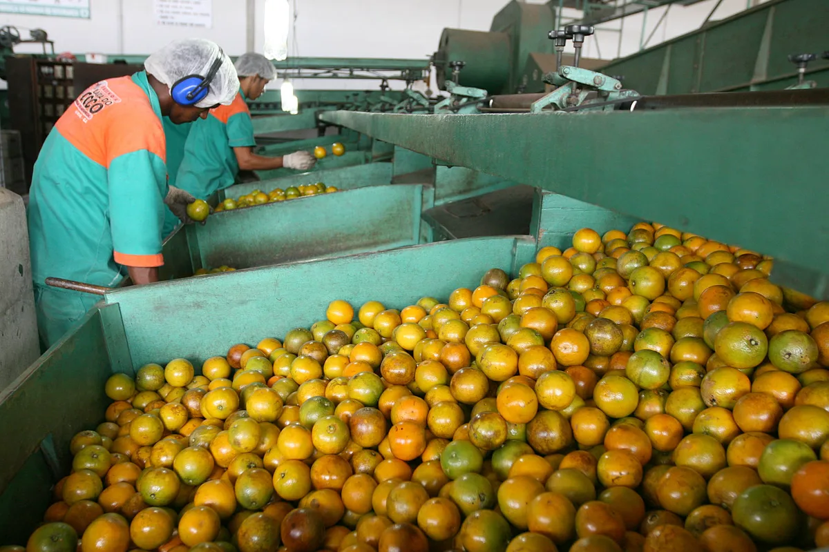 A salvação da laranja