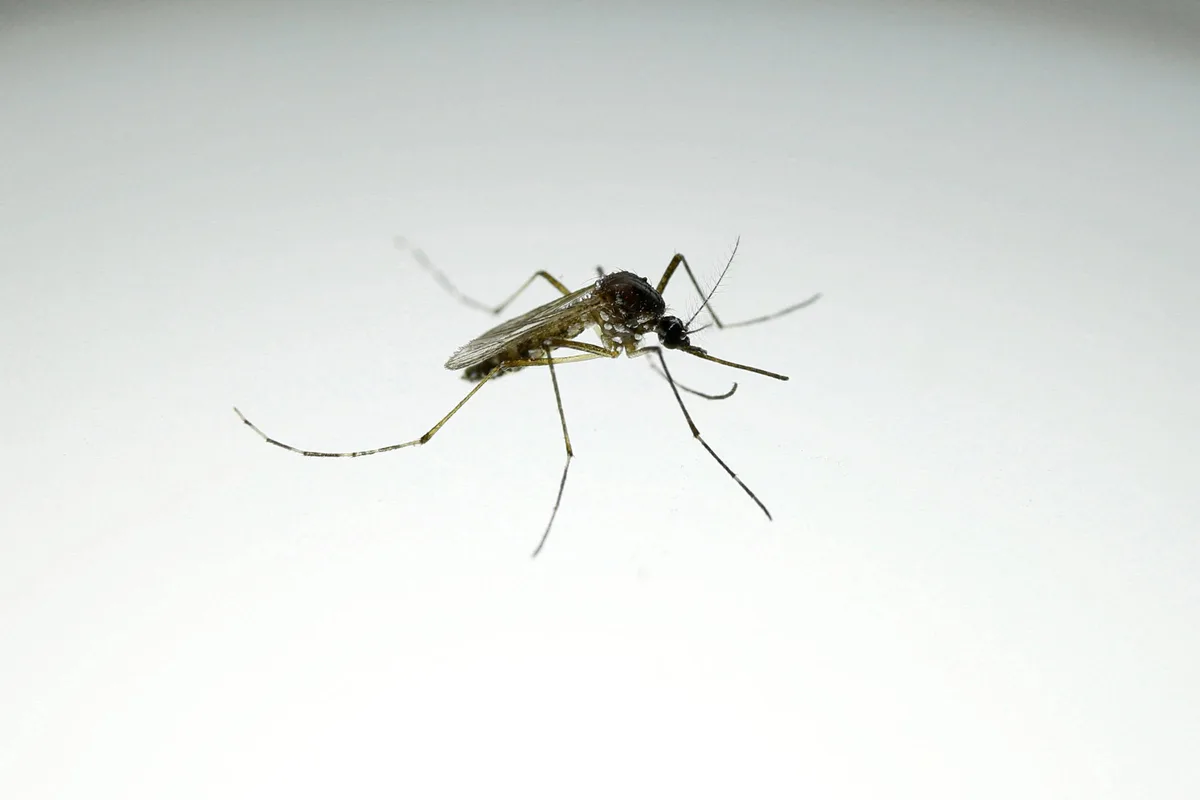 Mosquitos da dengue expandem seu alcance e chegam a novos territórios, incluindo a Flórida