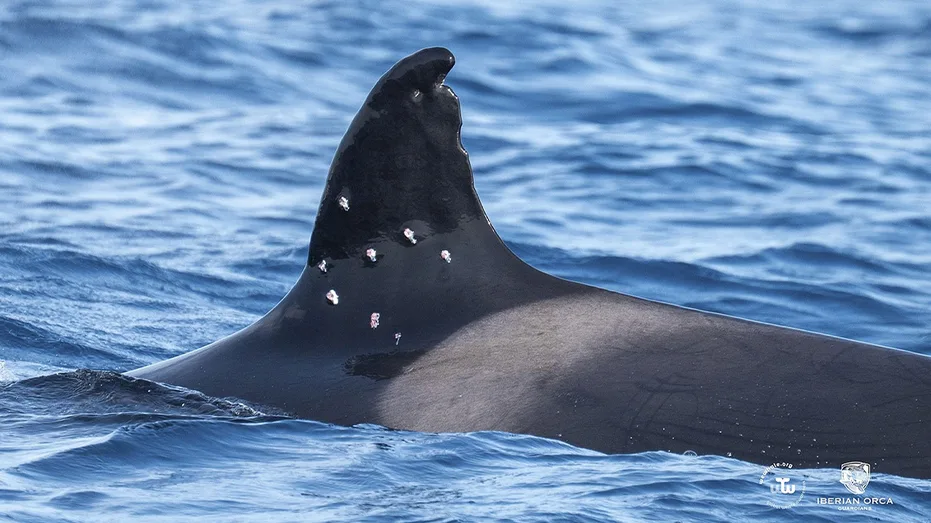 One of world’s oldest orca whales found with possible shotgun wounds as officials launch investigation