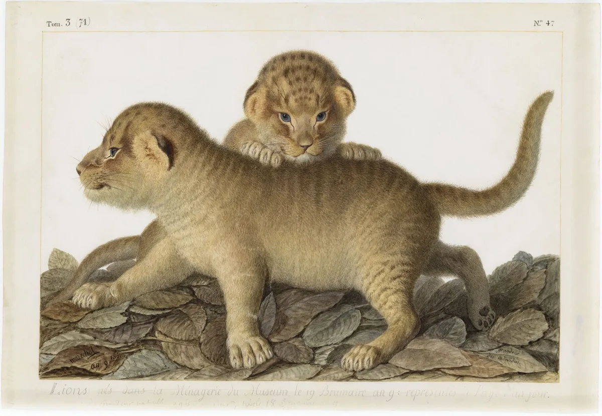 Exposition : au Muséum d’histoire naturelle, de luxuriants dessins naturalistes