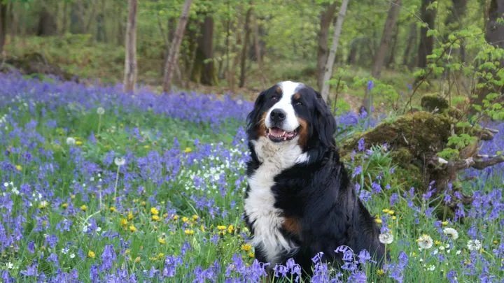 Pourquoi les gros chiens vieillissent-ils plus vite ?