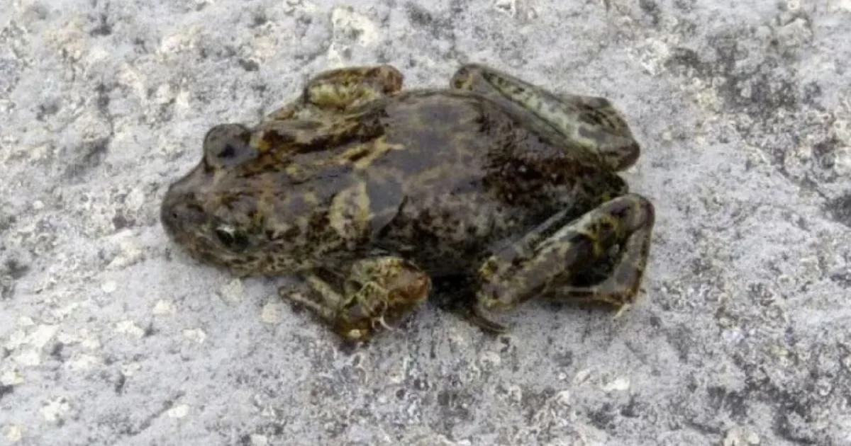 «En ningún otro lugar del mundo»: la ranita exclusiva de Neuquén y las acciones que se hacen para su conservación