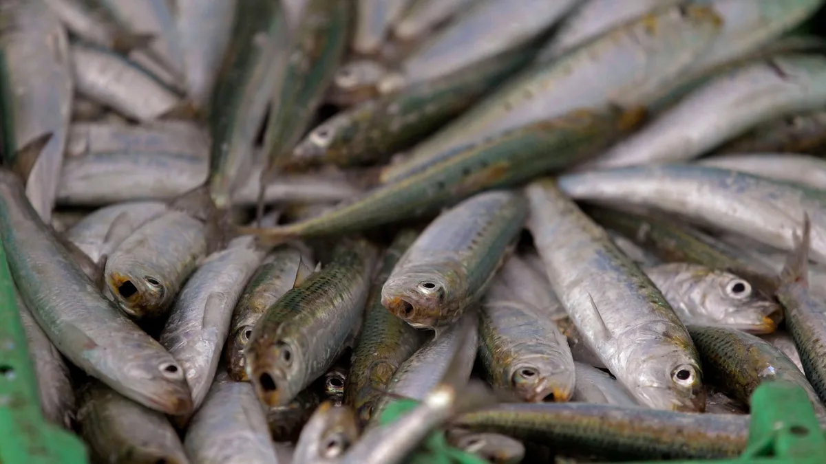 Scientists investigate if herpes virus is behind mass sardine deaths off South Africa