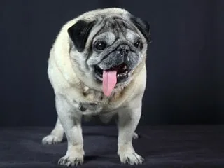 Abandonnée en Corée du Sud, cette femelle carlin de 6 ans décroche le titre de « chien le plus laid du monde »