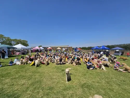 Gauteng Golden Retrievers raises more than R45 000 for rescue organisation