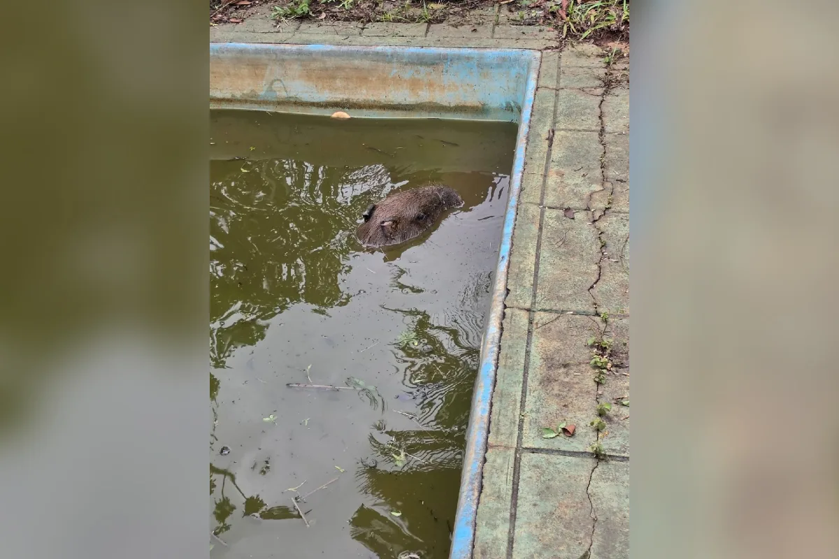 Capivara cai em piscina após ataque de cães em MG e é resgatada