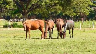 Plan 'Haras al Día' blinda la genética purasangre en el estado Aragua