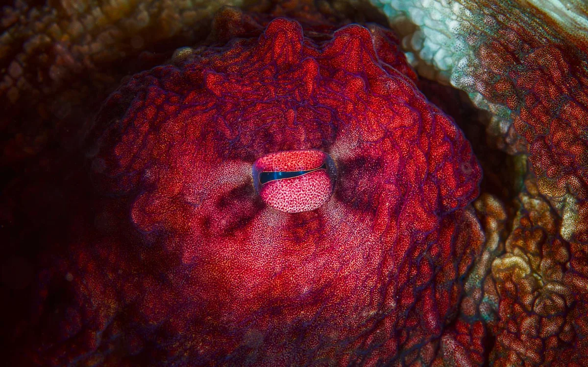 Les créatures secrètes de La Réunion : crabes porcelaines, calmars irisés et pieuvres caméléons