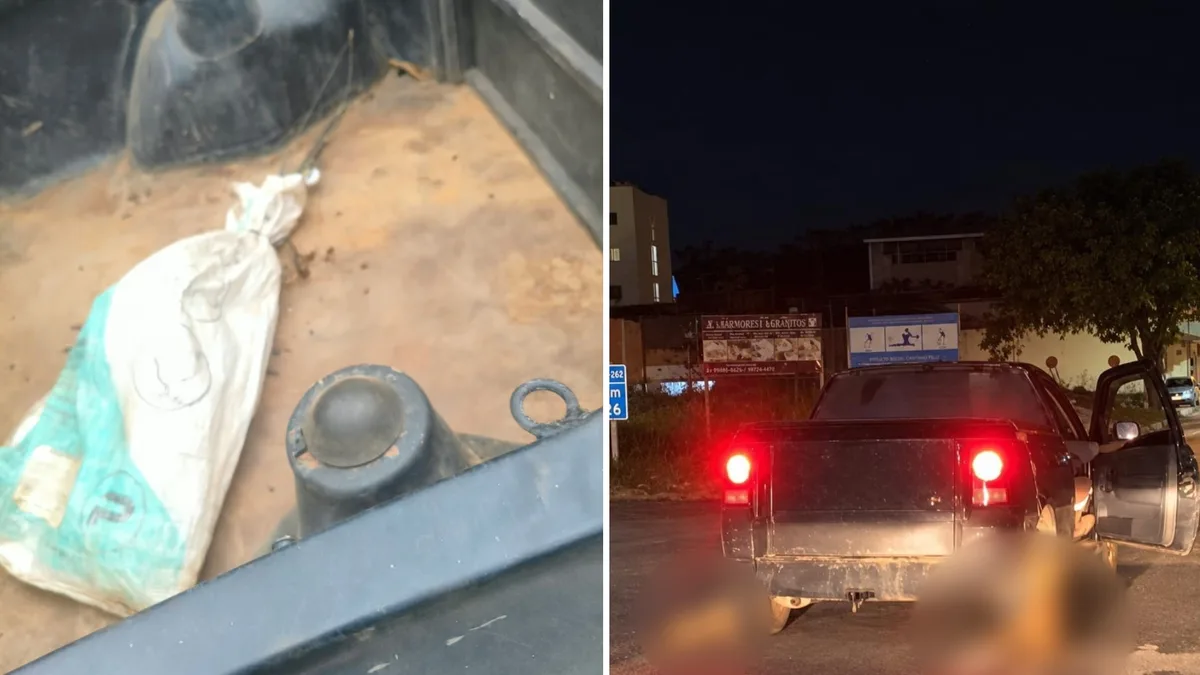 Polícia investiga dois homens por morte de cães arrastados por carro em Iúna