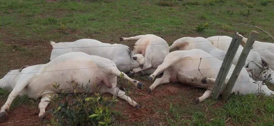 Sete touros morrem eletrocutados e prejuízo chega a R$ 160 mil