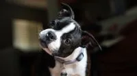Cachorro dando “chutinhos” quando recebe carinho? Movimento pode não indicar prazer; veja o alerta de uma veterinária
