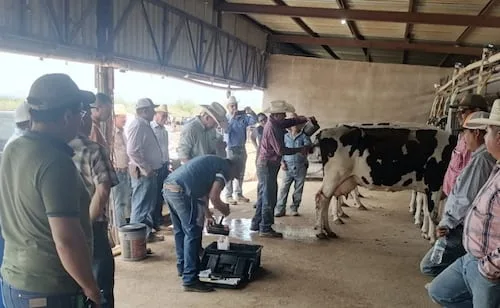 Gusano barrenador llega a un perro en Samalayuca, Chihuahua; arman estrategia preventiva en Ciudad Juárez