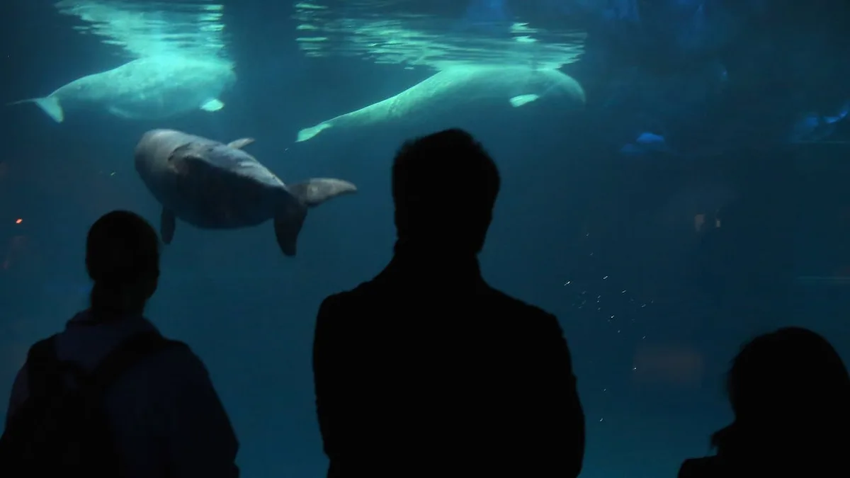 Ex-Marineland beluga whale dies in Chicago aquarium