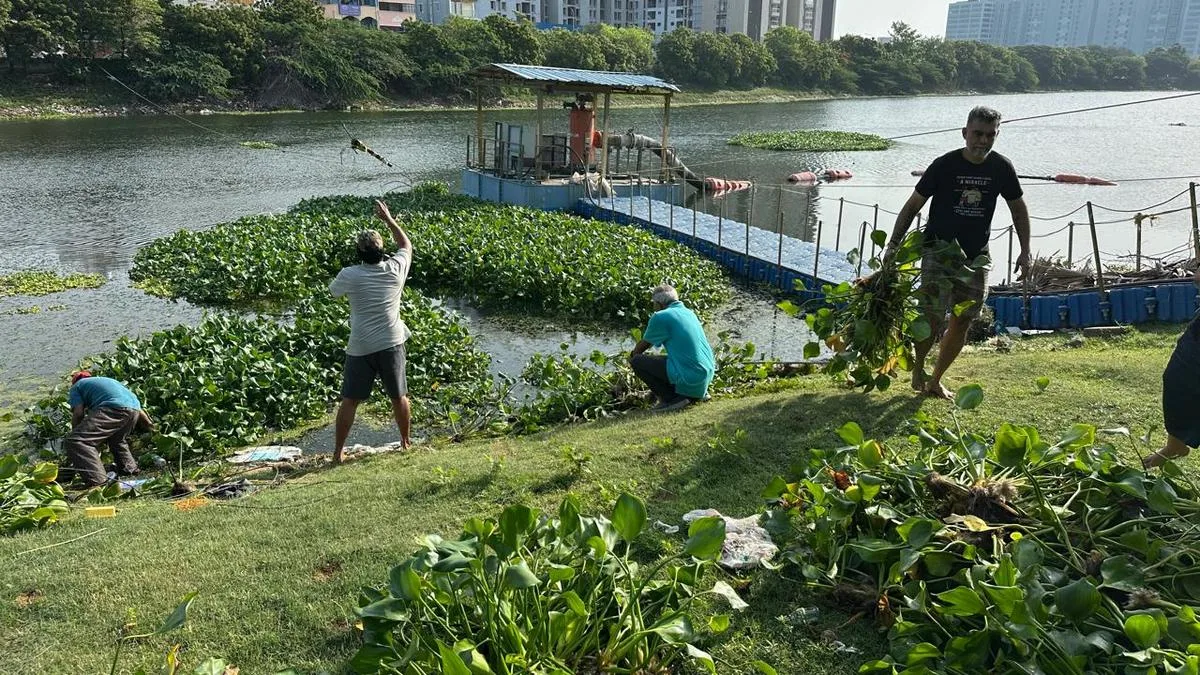 Perungudi residents wade in as water hyacinth returns to the lake after 10 years