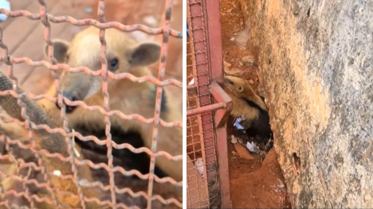 Tamanduá-mirim é resgatado após invadir escola, em Formosa