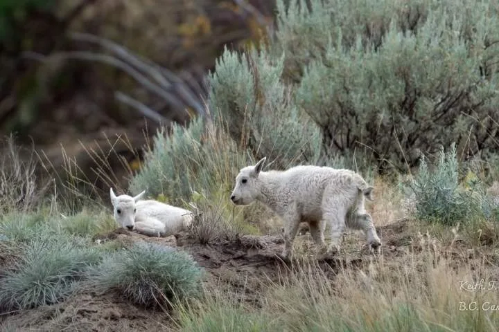 Status of ‘iconic’ mountain goats living near evacuated B.C. community is uncertain