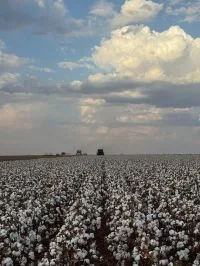 El Niño não deve impactar preços de alimentos no Brasil