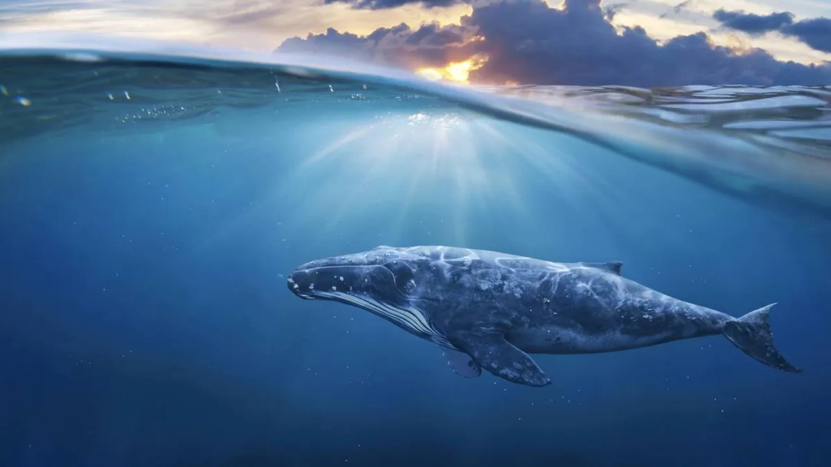 Cientistas buscam explicar a ausência de baleias-azuis em Galápagos durante expedição