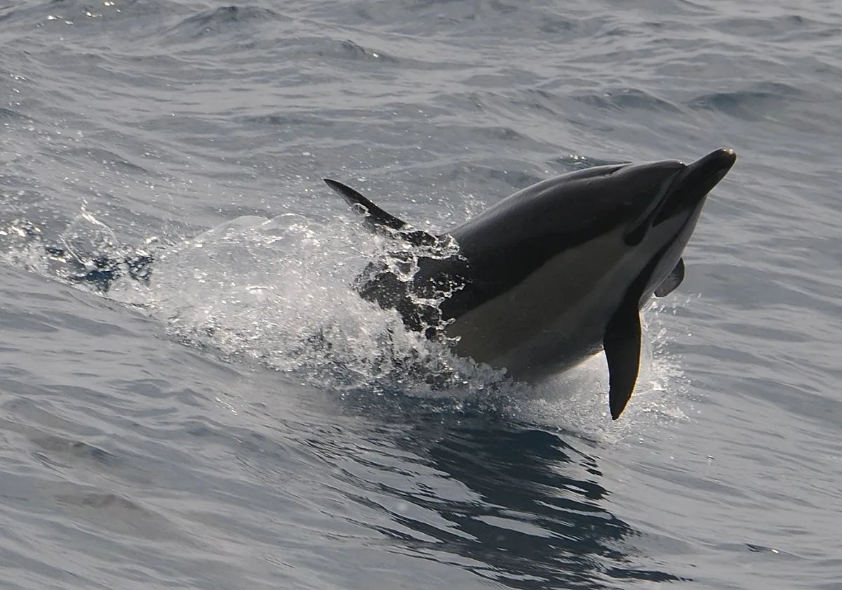 Cuando en Pontevedra se 'toreaban' delfines