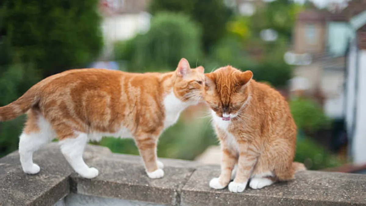 Cats identify each other through urine 'ID cards', reveal scientists in new study