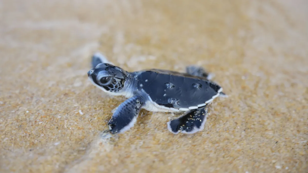 Ökologische Krise: Von der Suppenschildkröte zum Schutzmodell