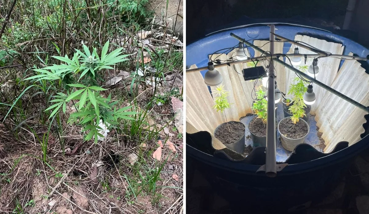 Maconha? Polícia flagra plantação suspeita escondida em imóvel em Vila Velha