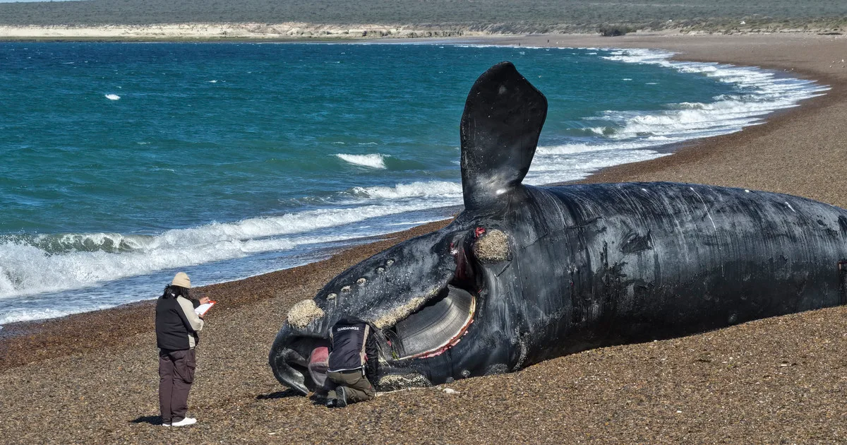 Alerta por la muerte de ballenas en Puerto Madryn: dos hipótesis y otro posible efecto de El Niño