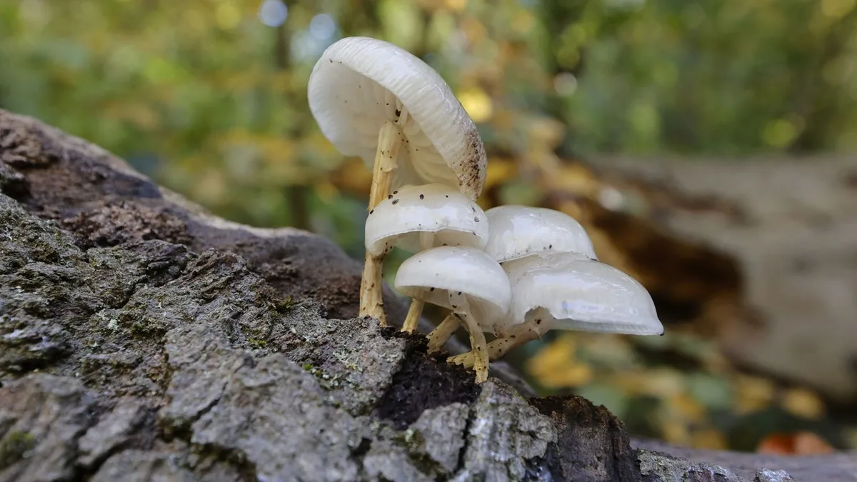 Unterwegs im Wald: Wie schützt man sich vor dem Fuchsbandwurm?