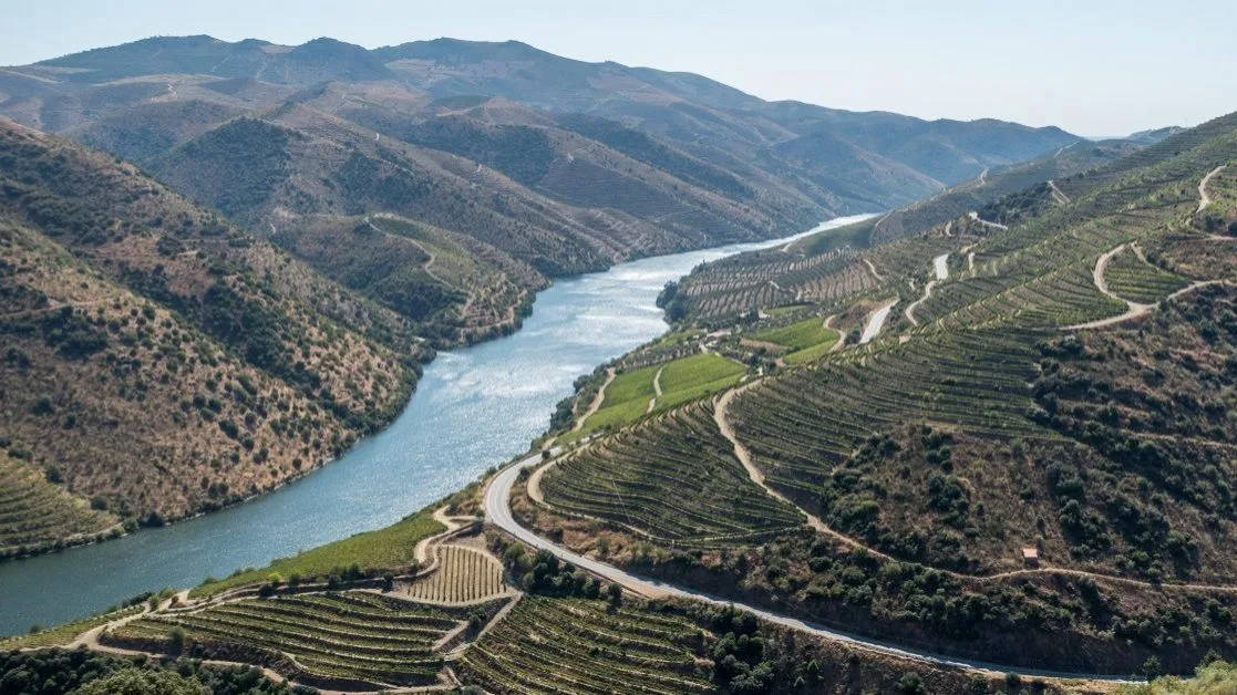 Arrancar a vinha, destilar e valorizar. Como o Douro procura “podar” a crise