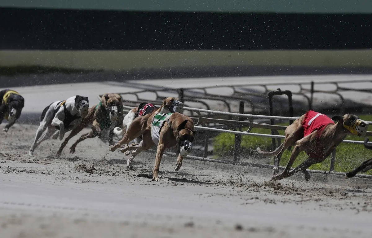 Qui se cache derrière « Zinedine Zedog », le roi des courses de lévrier en Angleterre ?
