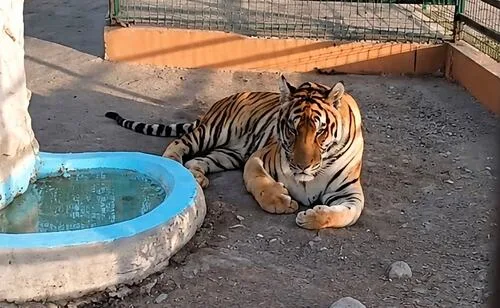 Fallece “Max”, tigre de bengala bajo resguardo de zoológico en Reynosa, Tamaulipas; sufrió una neumonía hemorrágica