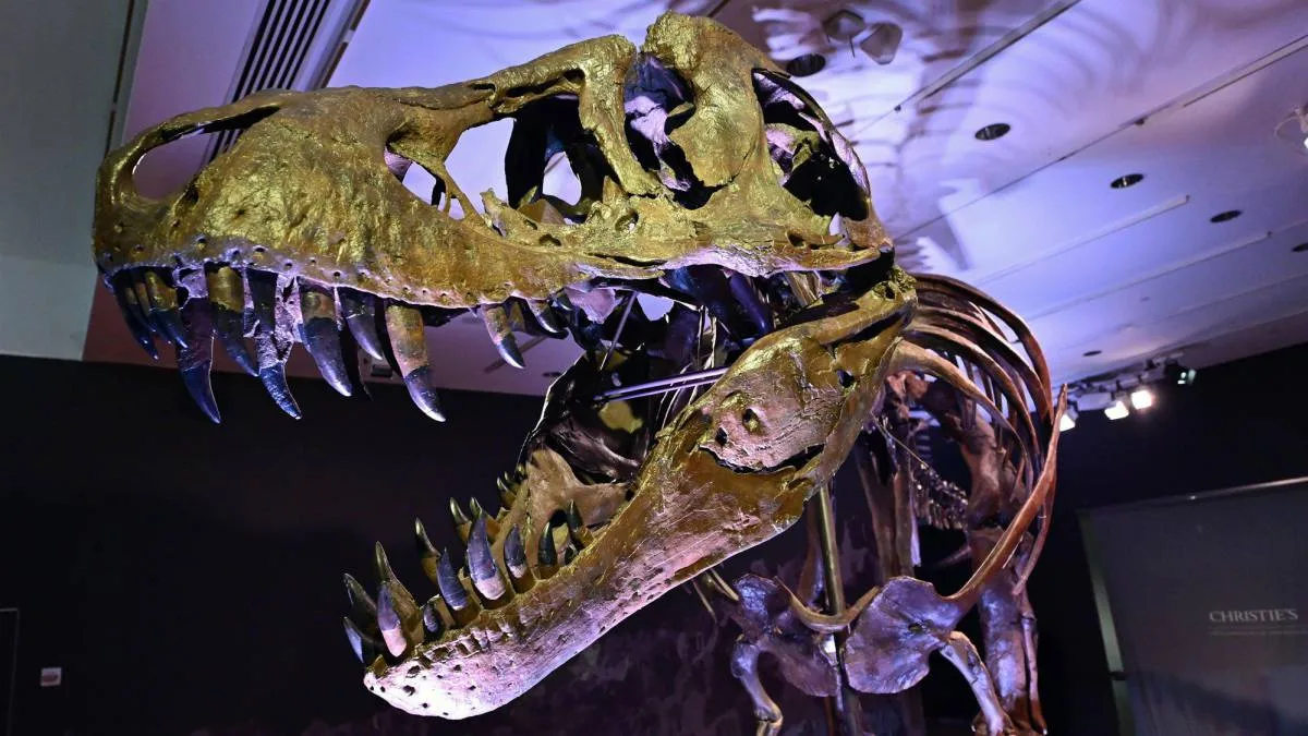 El inesperado hallazgo en un hueso de dinosaurio de hace 66 millones de años que contradice a la ciencia