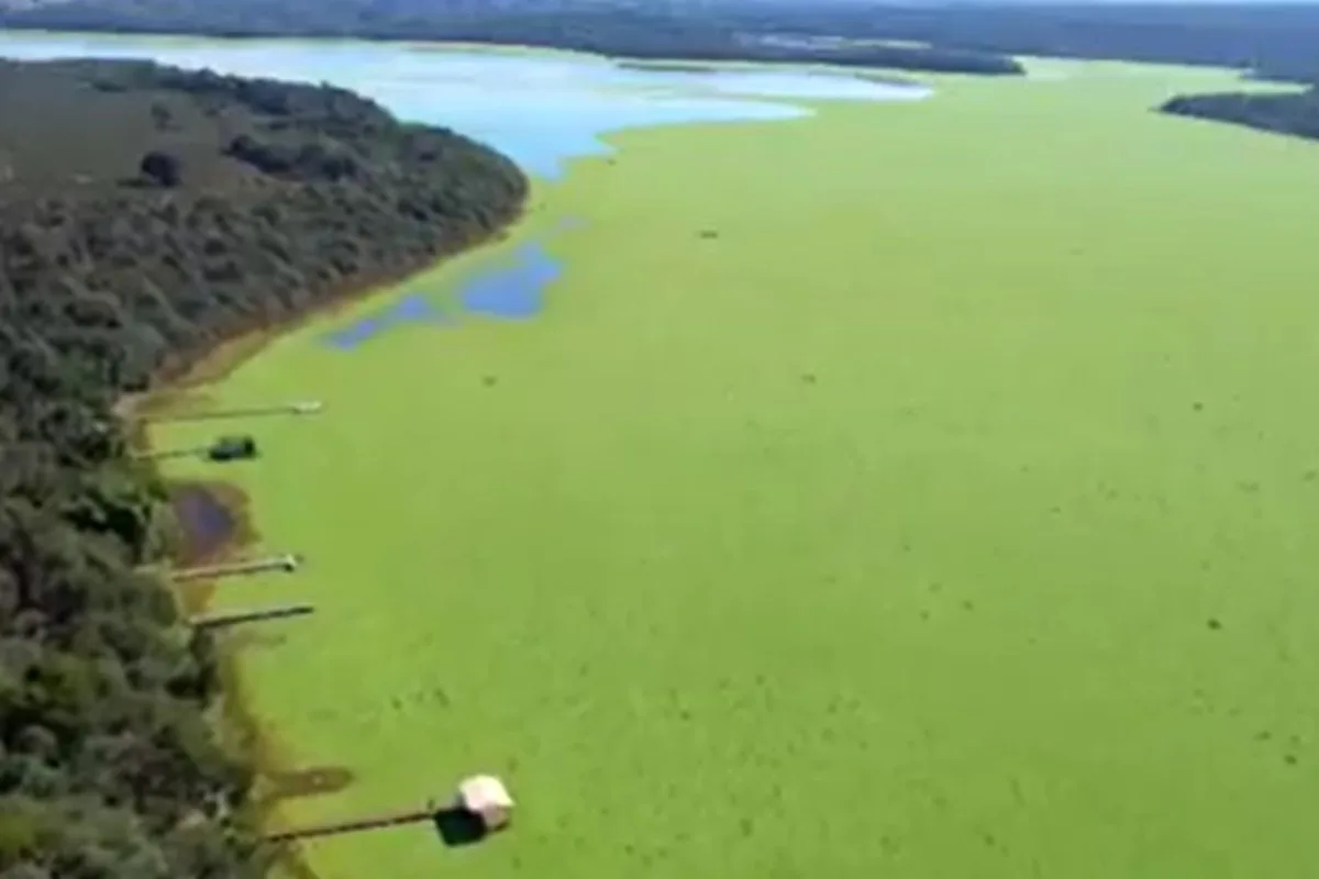 'Alfaces d'água' cobrem represa, derrubam movimento no comércio e preocupam moradores em MS