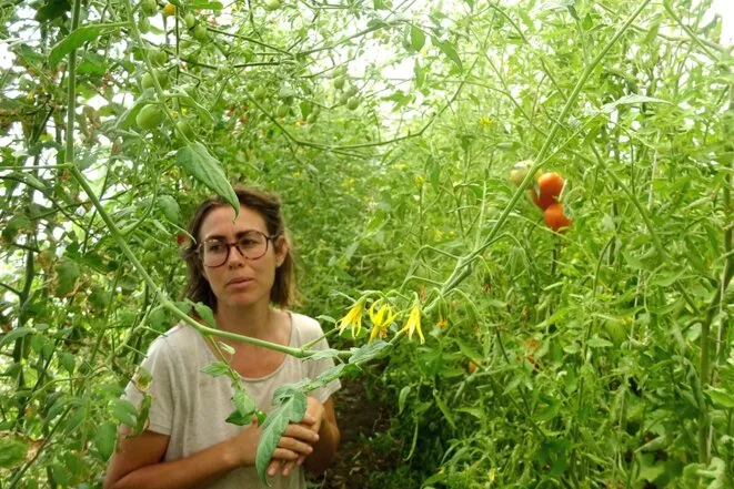 «Faut-il arrêter de manger de la salade?»: en Auvergne, les maraîchers à la peine face à la sécheresse