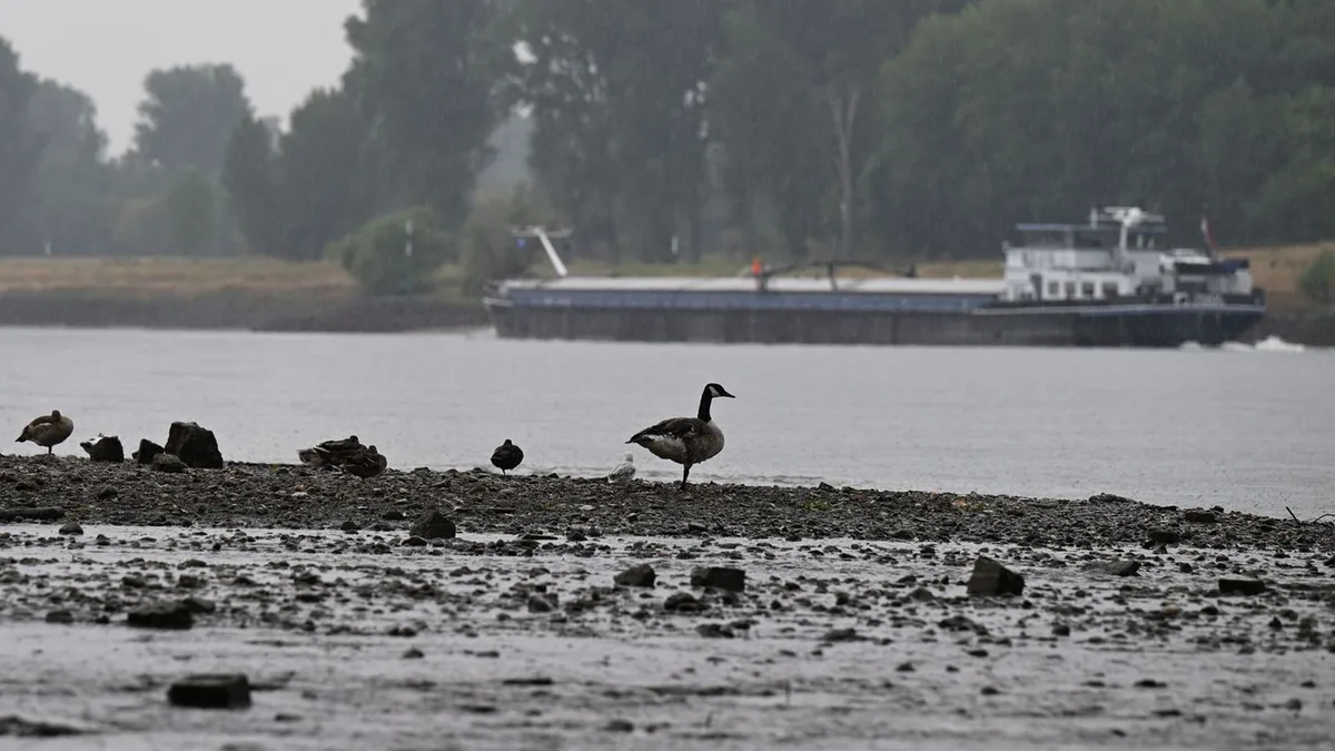 Extremes Niedrigwasser: Es regnet, aber Pegelstand des Rheins sinkt noch