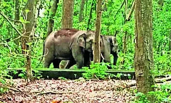 There can be no obstacle to elephant movement: SC