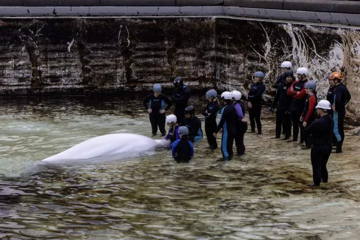 Another Marineland whale dies at Shedd Aquarium in Chicago