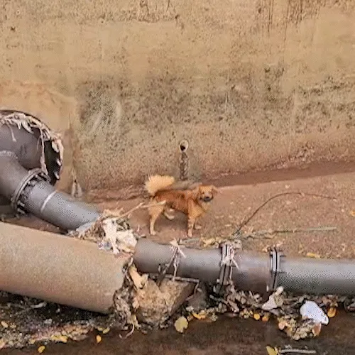 Clube dos caramelos? Como tanto cachorro vai parar dentro do Córrego Segredo