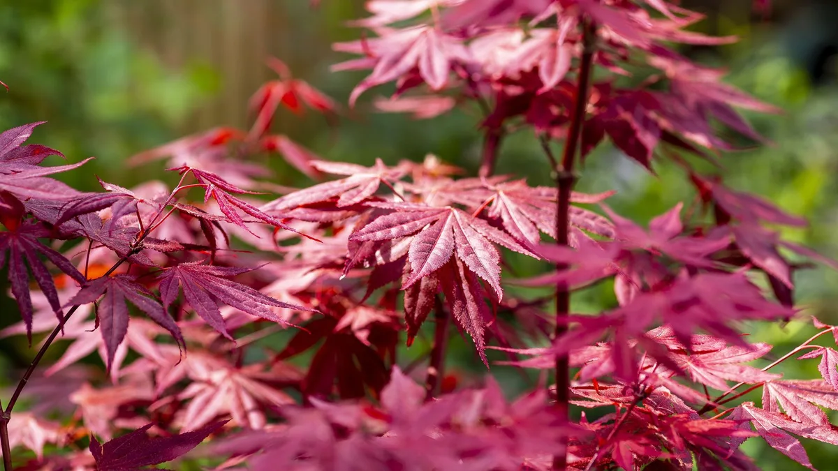 Arce japonés: el pequeño árbol que tiñe de rojo el jardín y la terraza cuando llega el otoño