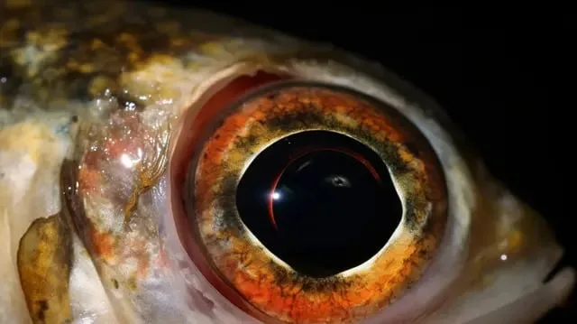 La pesca de pota agoniza: más de 9 mil embarcaciones operan sin control y hunden los precios ante inacción del Estado