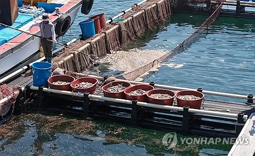 경남 남해안 고수온 특보 68일 만에 전면 해제…재산피해 276억