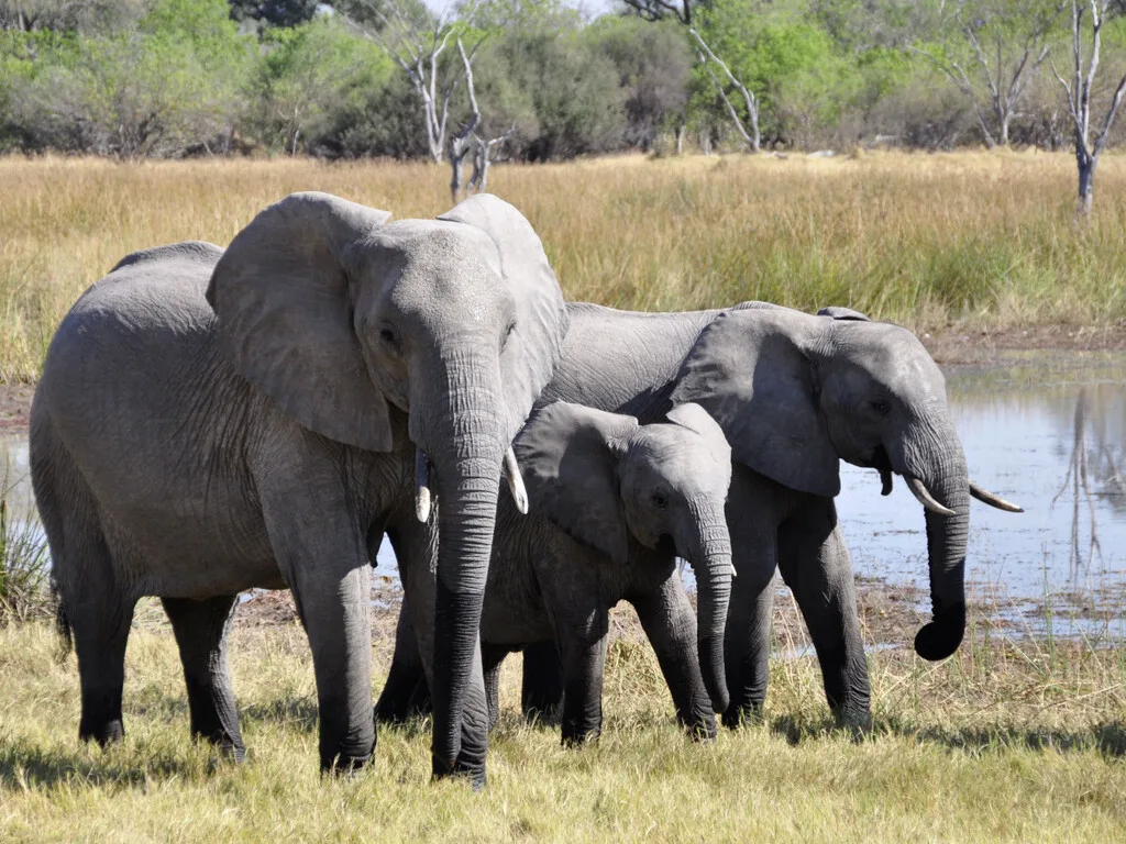 Internet está lleno de animales haciendo cosas imposibles. El problema es que cada vez cuesta más saber cuáles son reales