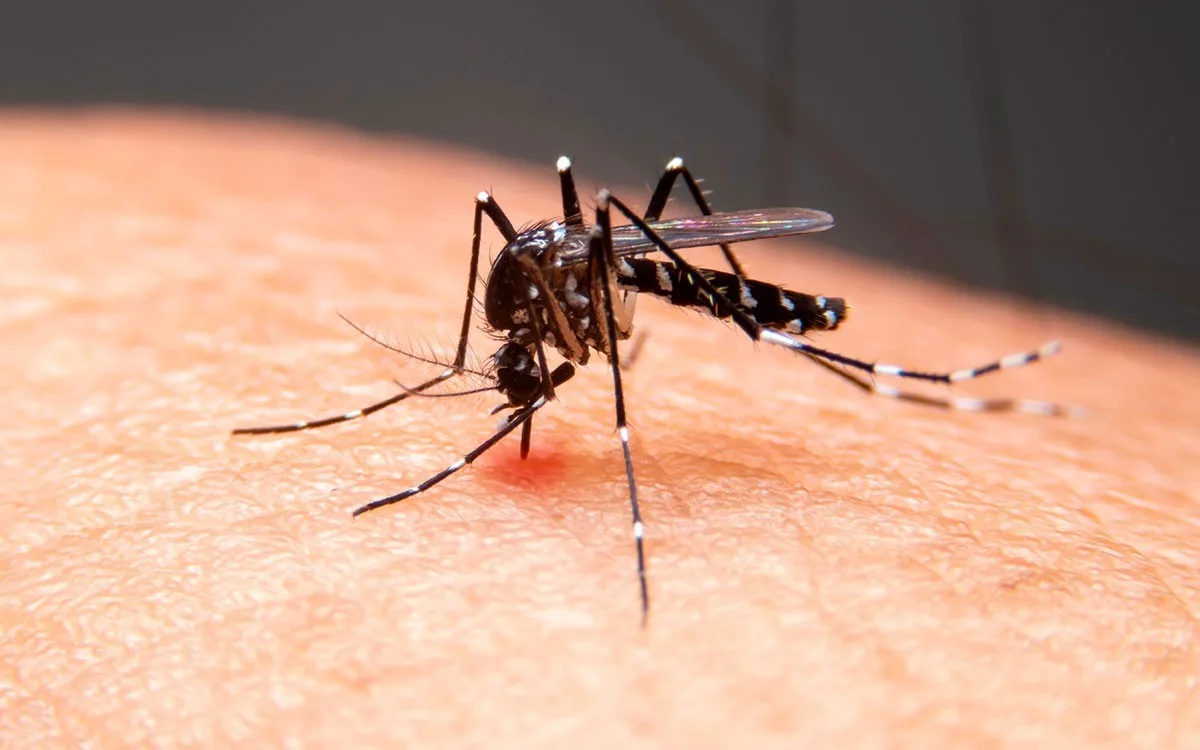 Chikungunya cresce na Bahia em 2026 e casos aumentam mais de 280% em relação ao mesmo período do ano anterior
