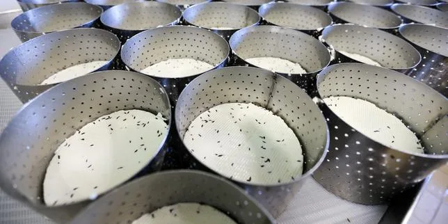 Les producteurs de fromage s’inquiètent de l’avenir après un été caniculaire : « Si cela se répète l’an prochain, ce sera la catastrophe »