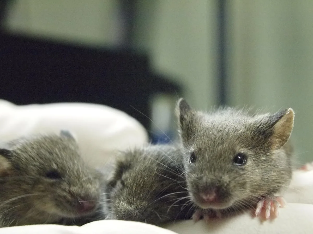 Scientists transplant lab-grown human brain tissue into mice