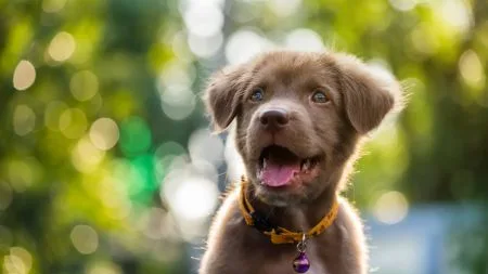 Studie: Ablenkung durch Mobiltelefone kann zu mehr Hundekot auf Gehwegen führen