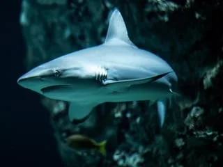 Un homme meurt après avoir été attaqué par un requin en Australie